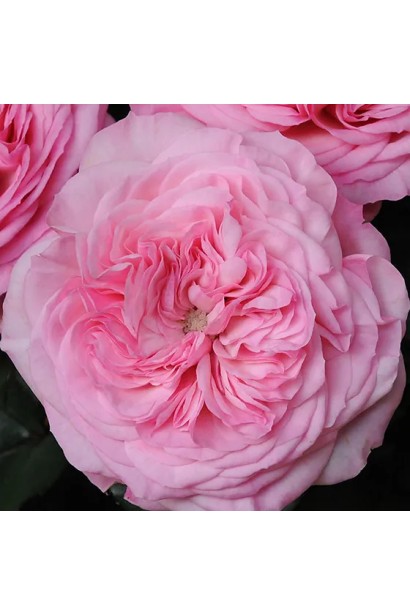 Троянда флорібунда Марія Тереза купити